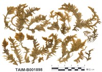 藏品(灰苔屬)的圖片